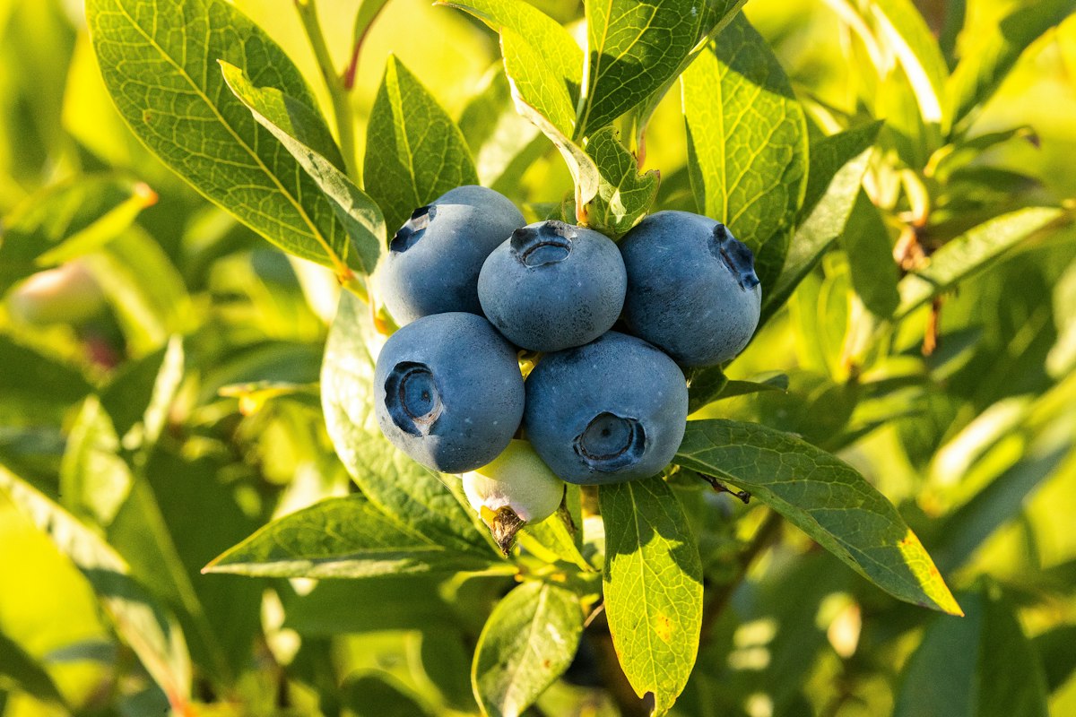 Antioxidantienreiche Lebensmittel für Augengesundheit